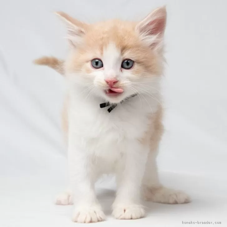 ノルウェージャンフォレストキャット【福岡県・男の子・2025年2月24日・クリームマッカレルタビー&ホワイト】の写真1