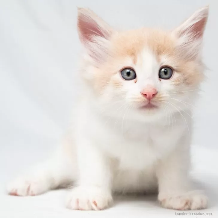 ノルウェージャンフォレストキャット【福岡県・男の子・2025年2月24日・クリームマッカレルタビー&ホワイト】の写真1