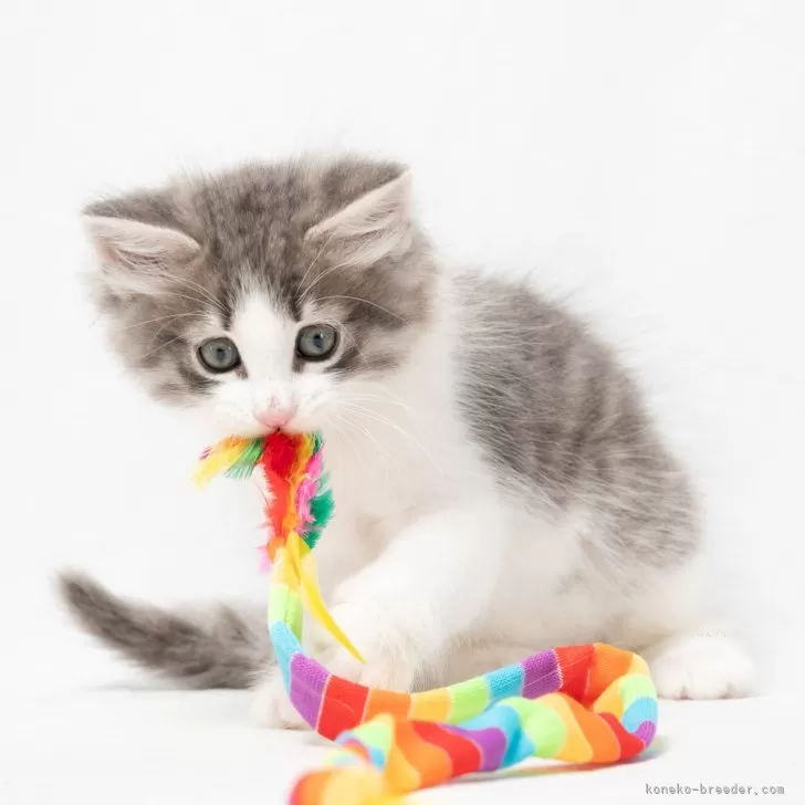 ID:2501-02575の子猫
