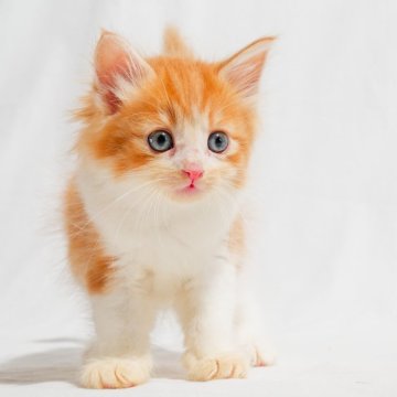 ノルウェージャンフォレストキャット【福岡県・男の子・2024年9月4日・レッドクラシックタビー&ホワイト】の写真「やんちゃで明るい性格」