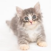 ノルウェージャンフォレストキャット