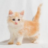 ノルウェージャンフォレストキャット