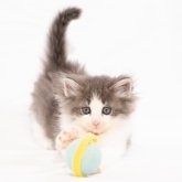ノルウェージャンフォレストキャット