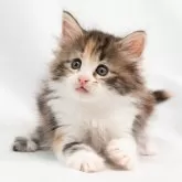 ノルウェージャンフォレストキャット