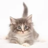 ノルウェージャンフォレストキャット