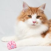 ノルウェージャンフォレストキャット