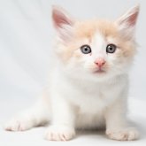ノルウェージャンフォレストキャット