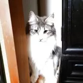 ノルウェージャンフォレストキャット