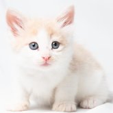 ノルウェージャンフォレストキャット