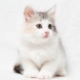 ノルウェージャンフォレストキャット