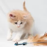 ノルウェージャンフォレストキャット【福岡県・男の子・2025年2月24日・クリームマッカレルタビー&ホワイト】の写真4