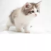 ノルウェージャンフォレストキャット【福岡県・女の子・2025年7月3日・ブルーマッカレルトービー&ホワイト】の写真4