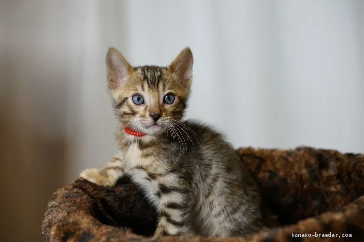 ID:2102-01538の子猫