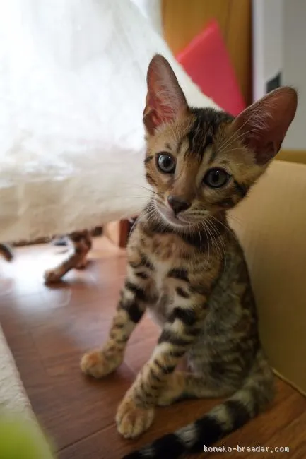 ID：2005-01329の子猫