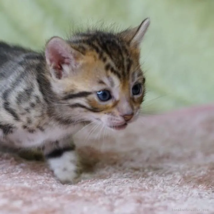 ID：2302-00879の子猫