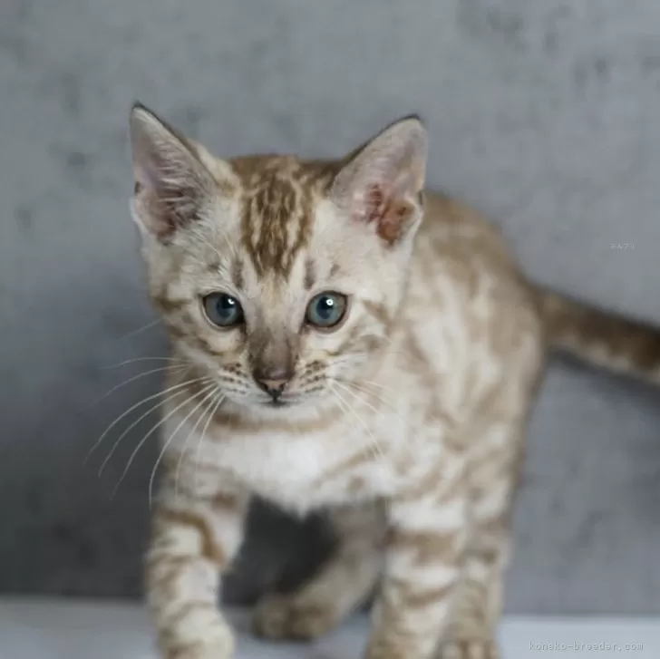 Midoun 様のお迎えした子猫