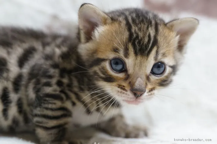 ID：2204-00103の子猫