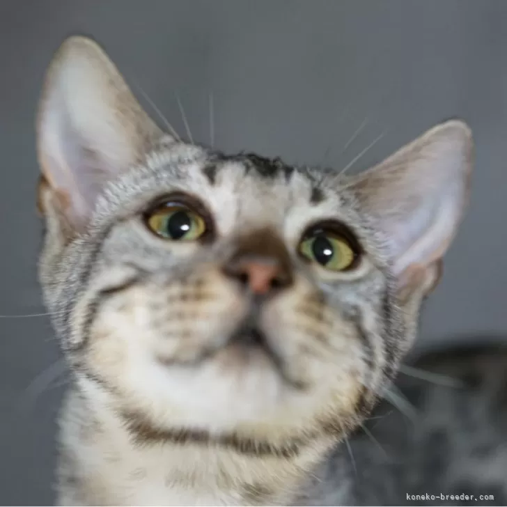 ID：2409-00534の子猫