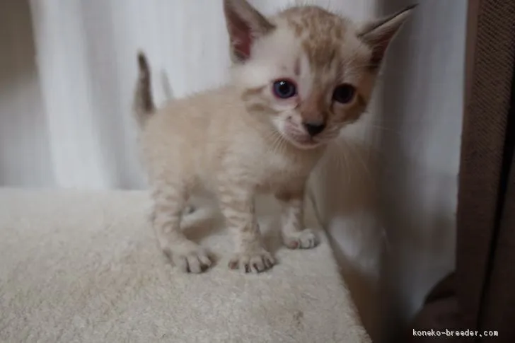 ID:2005-01333の子猫