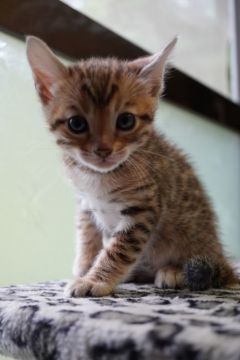 ベンガル【福岡県・女の子・2020年8月30日・ブラウンスポテッドタビー】の写真「可愛いらしい女の子。」