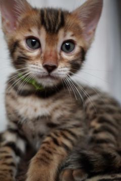 ベンガル【福岡県・男の子・2020年7月16日・ブラウンスポテッドタビー】の写真「元気な男の子。」