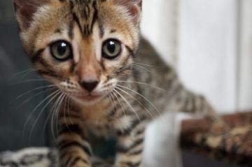 ベンガル【福岡県・女の子・2020年8月30日・ブラウンスポテッドタビー】の写真「可愛いらしい女の子。」