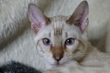 ベンガル【福岡県・男の子・2021年10月5日・シールスポテッドリンクスポイント】の写真「やんちゃな男の子」