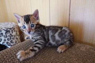 ベンガル【福岡県・男の子・2020年1月15日・ブラウンスポテッドタビー】の写真「父、母猫共に外産・国産のハーフ」