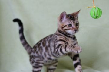 ベンガル【福岡県・男の子・2021年10月1日・ブラウンスポテッドタビー】の写真「やんちゃな男の子。」