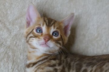 ベンガル【福岡県・男の子・2022年4月19日・ブラウンスポテッドタビー】の写真「健康診断、ワクチン、マイクロチップ代金込み」