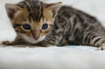 ベンガル【福岡県・女の子・2022年3月8日・ブラウンスポテッドタビー】の写真「可愛らしい女の子。」