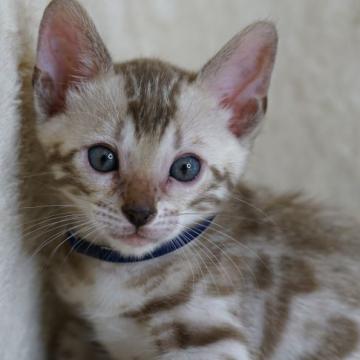 ベンガル【福岡県・男の子・2022年5月15日・シールミンクスポテッドタビー】の写真「健康診断、ワクチン、マイクロチップ代金込み」