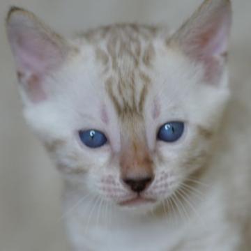ベンガル【福岡県・男の子・2022年6月6日・シールスポテッドリンクスポイント】の写真「健康診断、ワクチン、マイクロチップ代金込み」