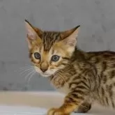 ベンガル