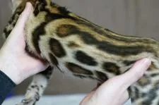 ベンガル【福岡県・男の子・2021年9月2日・ブラウンスポテッドタビー】の写真2