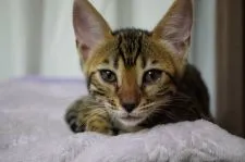 ベンガル【福岡県・女の子・2020年8月30日・ブラウンスポテッドタビー】の写真2