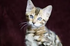 ベンガル【福岡県・男の子・2021年9月2日・ブラウンスポテッドタビー】の写真4