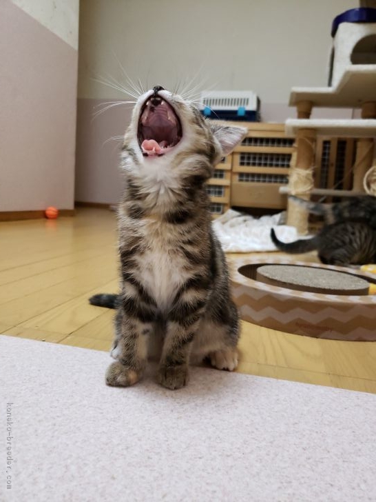 浜田　智美(はまだ　ともみ)ブリーダー(福岡県・マンチカン・ACC登録)の紹介写真2
