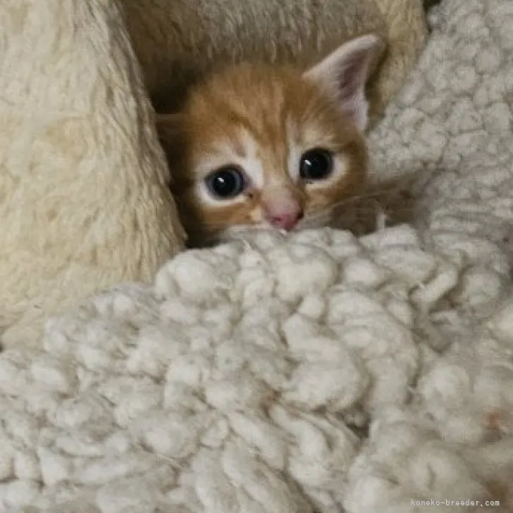 H.W 様のお迎えした子猫