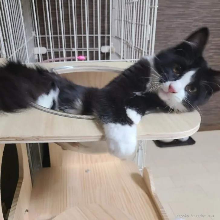 ID：2303-00302の子猫