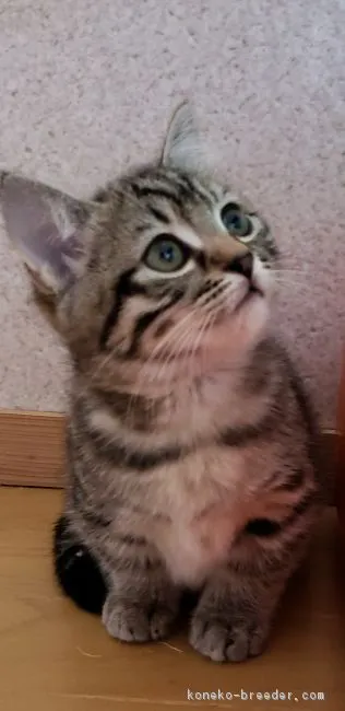 ID：1809-01328の子猫
