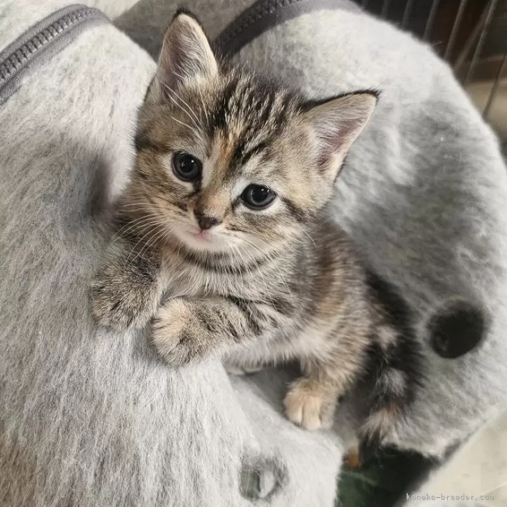 ID：2406-00361の子猫
