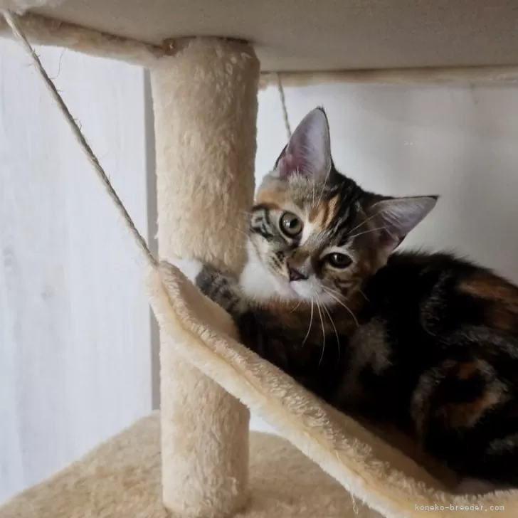 ID：2406-00355の子猫