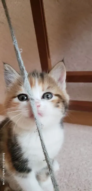 ID:1904-00127の子猫