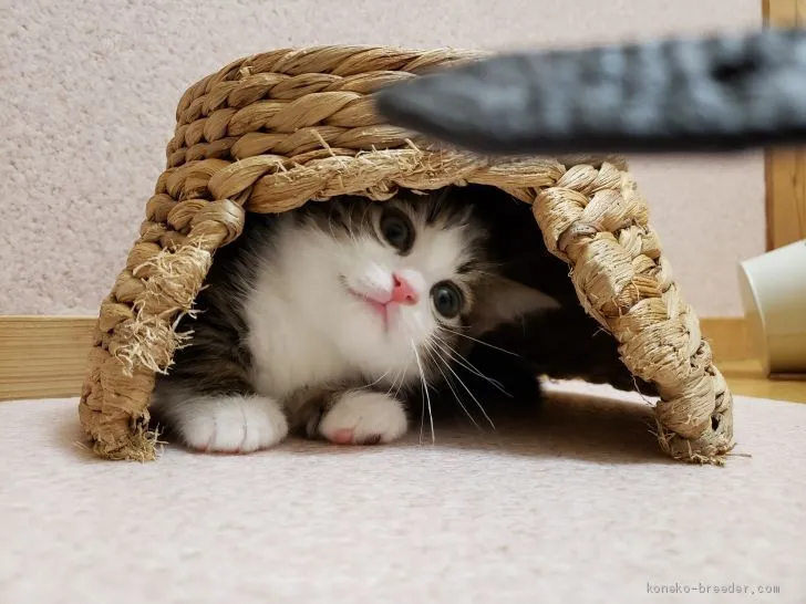 ID:1904-00463の子猫