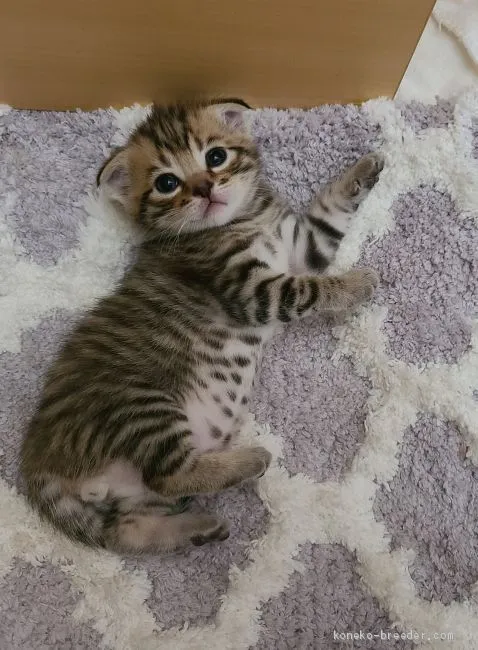 ID：2102-01659の子猫