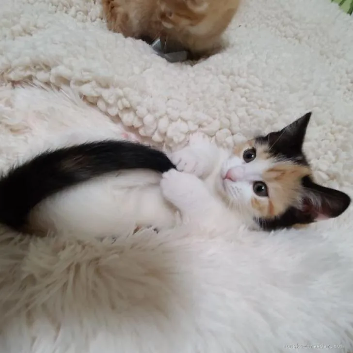ID：2301-00701の子猫