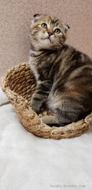 ID：1904-00126の子猫