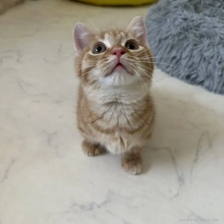 きやま 様のお迎えした子猫