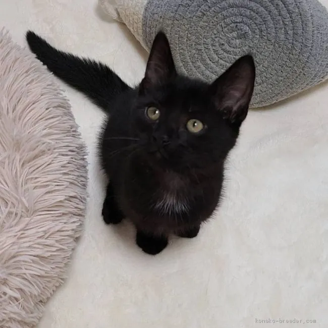 ID：2010-00818の子猫